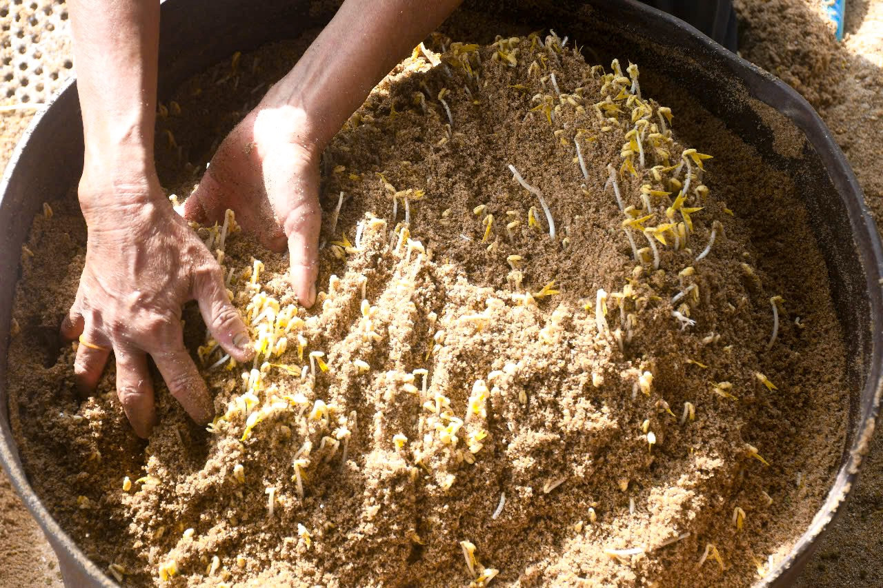 Sau đó, người dân dùng nước bơm từ giếng khoan tưới giá. Cát ẩm giúp hạt đậu nảy mầm, sau 4 ngày là có thể thu hoạch giá.