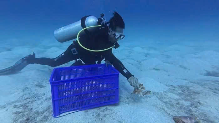 Thả cua huỳnh đế mang trứng về biển Lý Sơn.