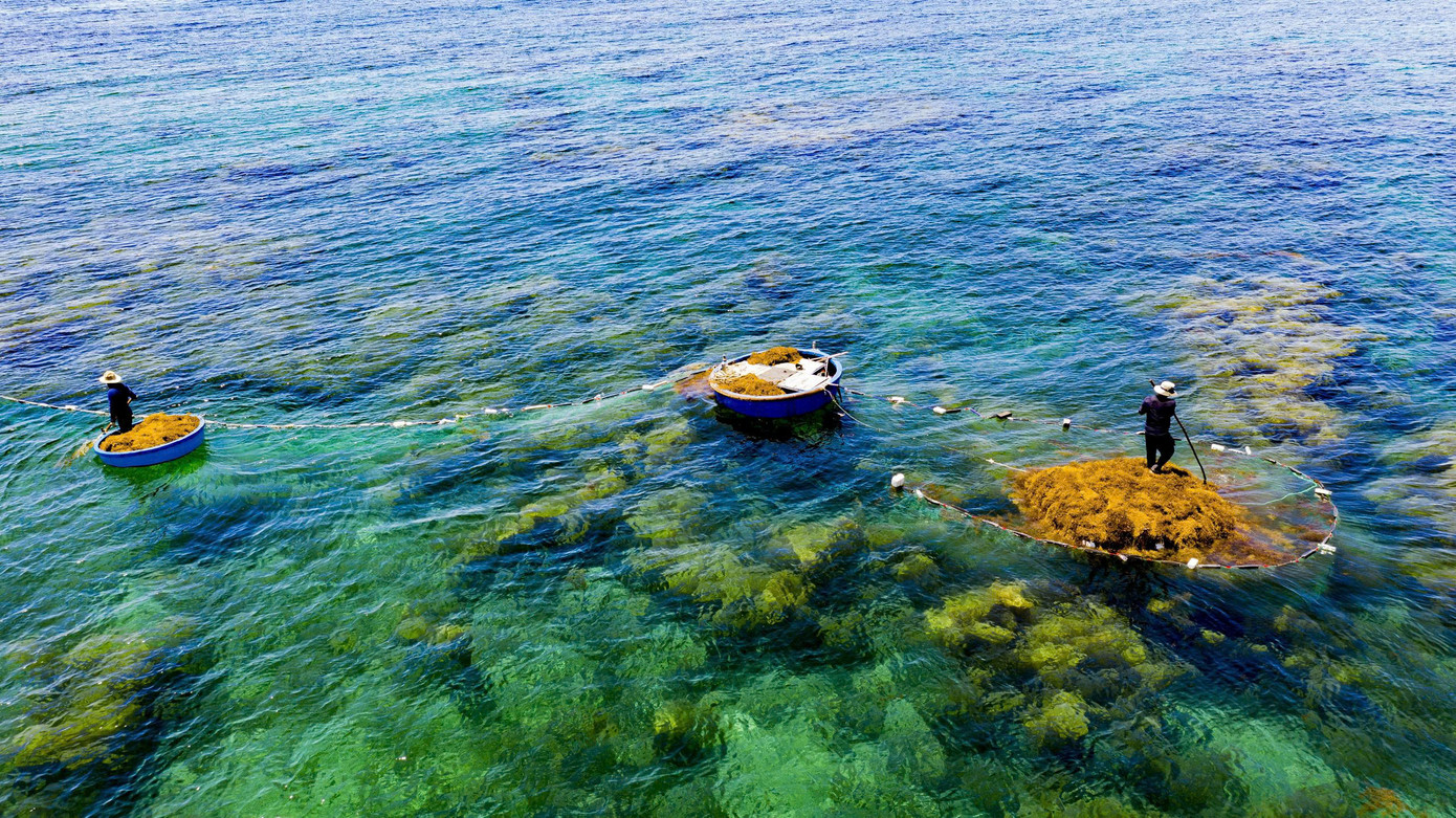 Nhờ sự vào cuộc tích cực của chính quyền địa phương và cộng đồng, năm nay việc khai thác rong mơ đã diễn ra đúng thời điểm. Ảnh: Hải Phong Nhờ sự vào cuộc tích cực của chính quyền địa phương và cộng đồng, năm nay việc khai thác rong mơ đã diễn ra đúng thời điểm. Ảnh: Hải Phong