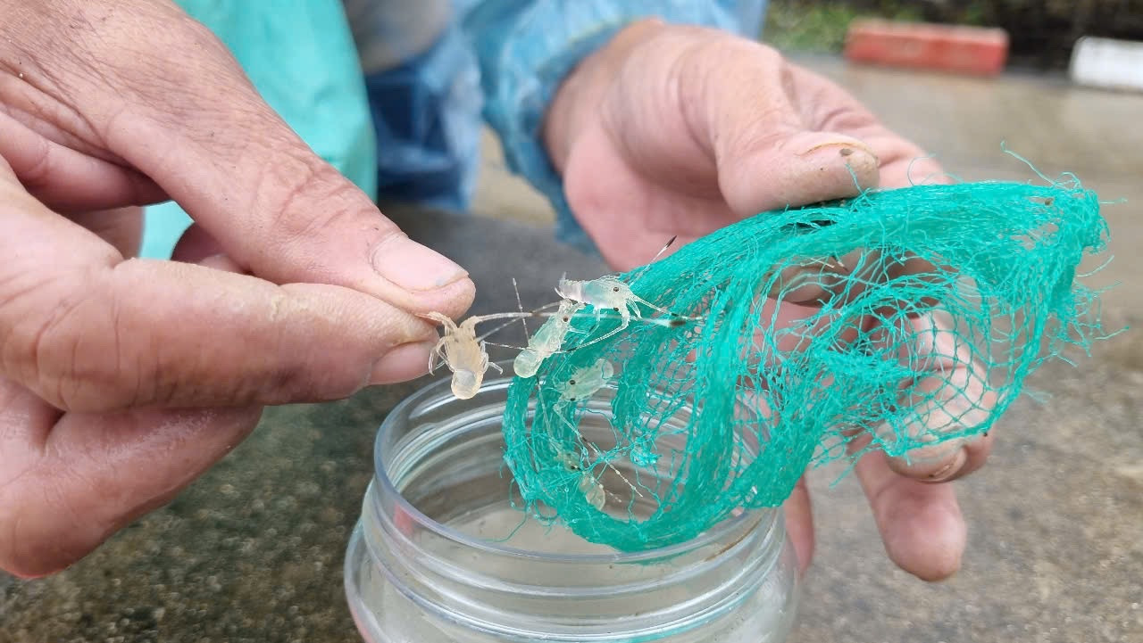 Tôm hùm "nhí" có thân hình trong suốt như thủy tinh. Ảnh: Nguyễn Ngọc.