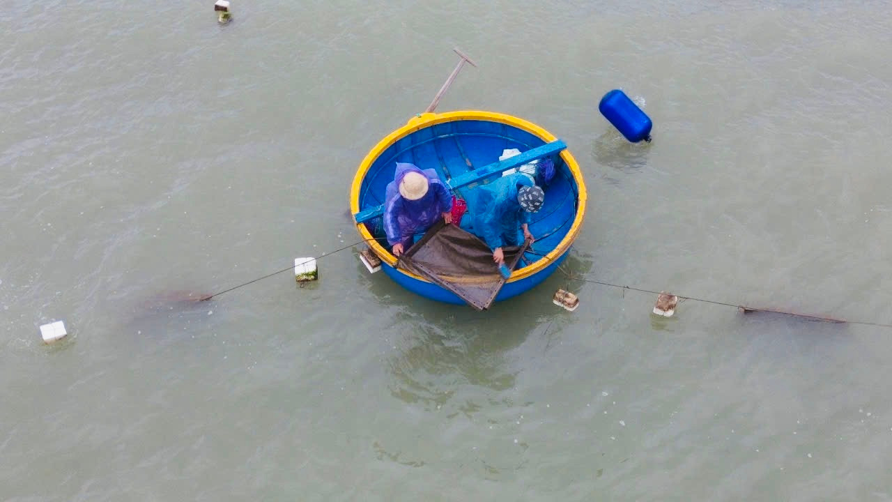 Ngư dân kéo vỉ bắt tôm hùm giống. Ảnh: Nguyễn Ngọc