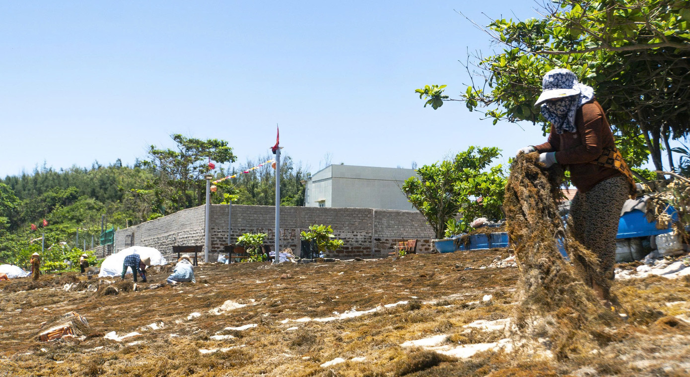 Rong mơ sau khi khai thác được người dân phơi ngay tại bờ biển. Ảnh: Hải Phong Rong mơ sau khi khai thác được người dân phơi ngay tại bờ biển. Ảnh: Hải Phong