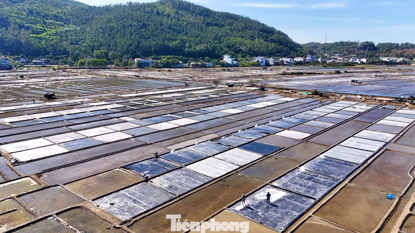 Hiện nay ở cánh đồng muối Sa Huỳnh có khoảng 500 hộ diêm dân thuộc 3 tổ dân phố: Tân Diêm, Long Thạnh 1, Thạnh Đức 1 theo nghề làm muối. Hằng năm, cánh đồng muối Sa Huỳnh cung cấp khoảng 6.500 - 7.000 tấn muối phục vụ cho khu vực miền Trung - Tây nguyên. Ảnh: Nguyễn Ngọc.