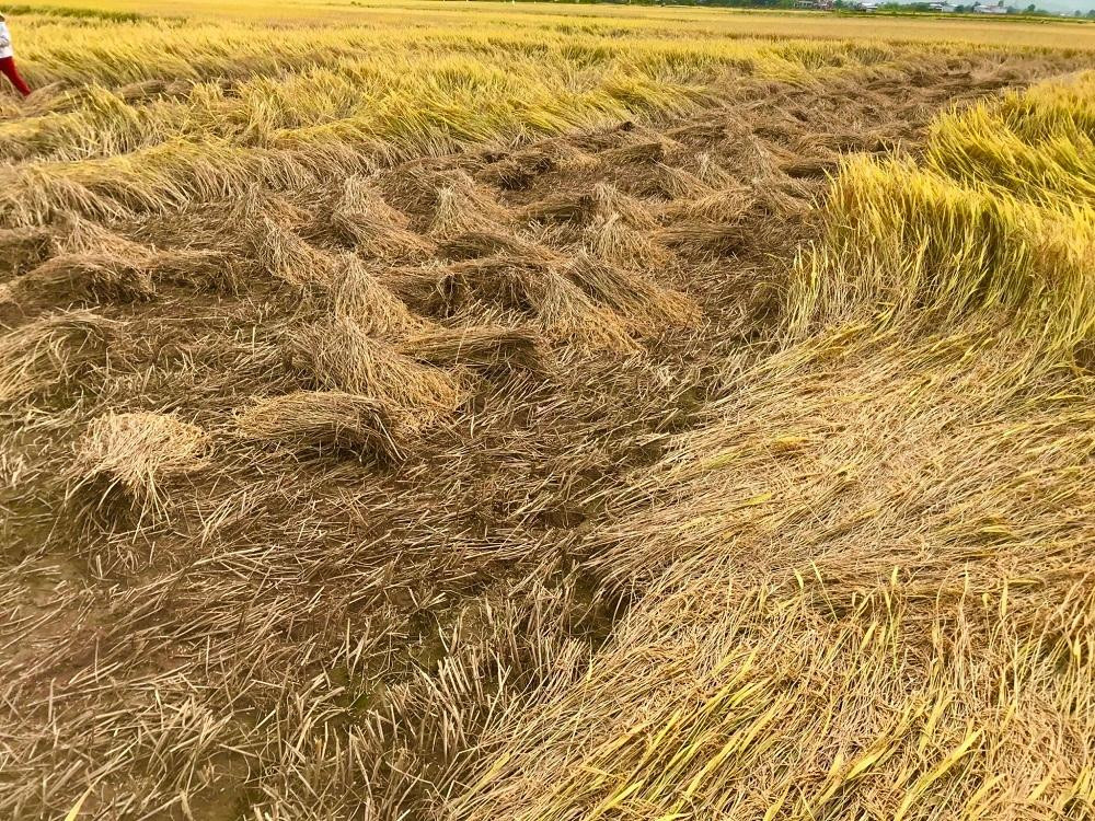 Hầu hết các diện tích lúa đã chín khi bị ngã đổ, ngập úng không thể gặt bằng máy cơ giới, mà phải gặt bằng tay, tốn nhiều công. Chính vì thế sự tham gia hỗ trợ khẩn trương của nhiều lực lượng đã giúp người dân trên địa bàn tỉnh Quảng Ngãi khẩn trương thu hoạch lúa thật nhanh.