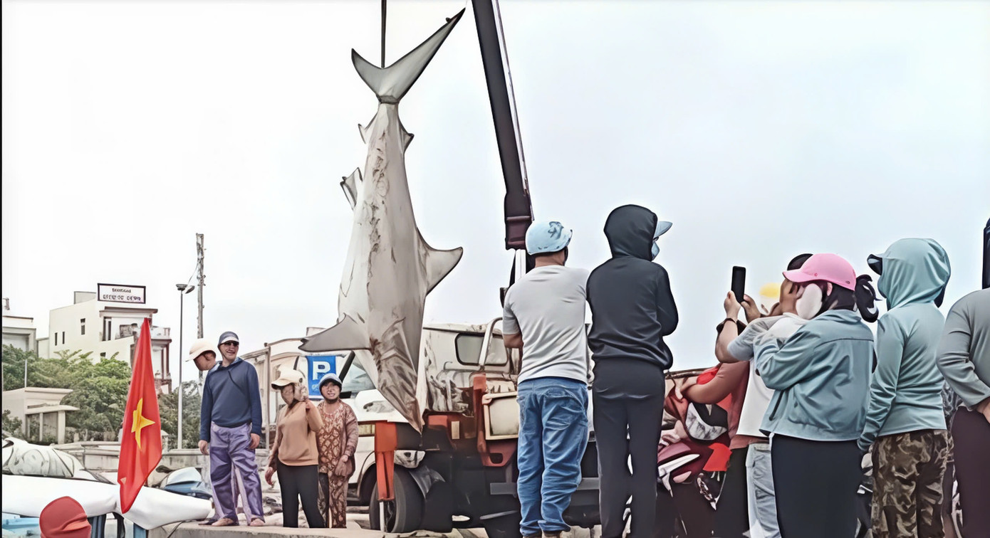 Ngư dân phải dùng xe cẩu để đưa cá lên bờ bán cho thương lái. Ngư dân phải dùng xe cẩu để đưa cá lên bờ bán cho thương lái.