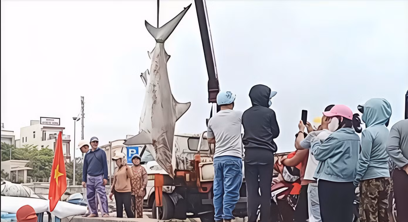 Ngư dân phải dùng xe cẩu để đưa cá lên bờ bán cho thương lái.
