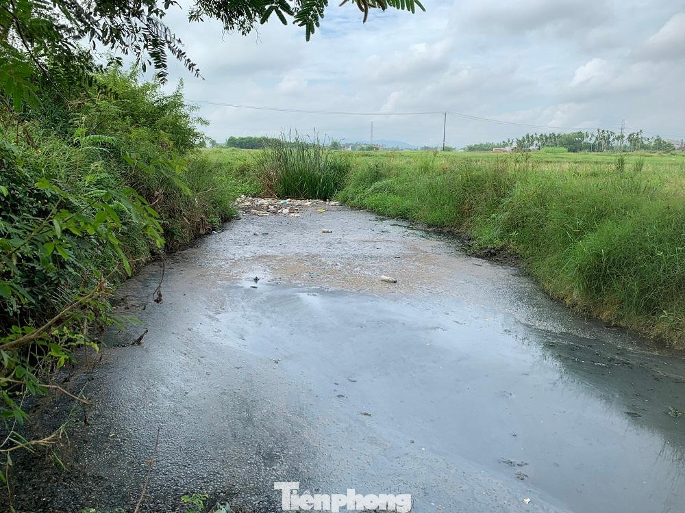 Xác định nguyên nhân ban đầu có thể là do nước thải từ khu dân cư Ngọc Bảo Viên (TP Quảng Ngãi) gây ra.