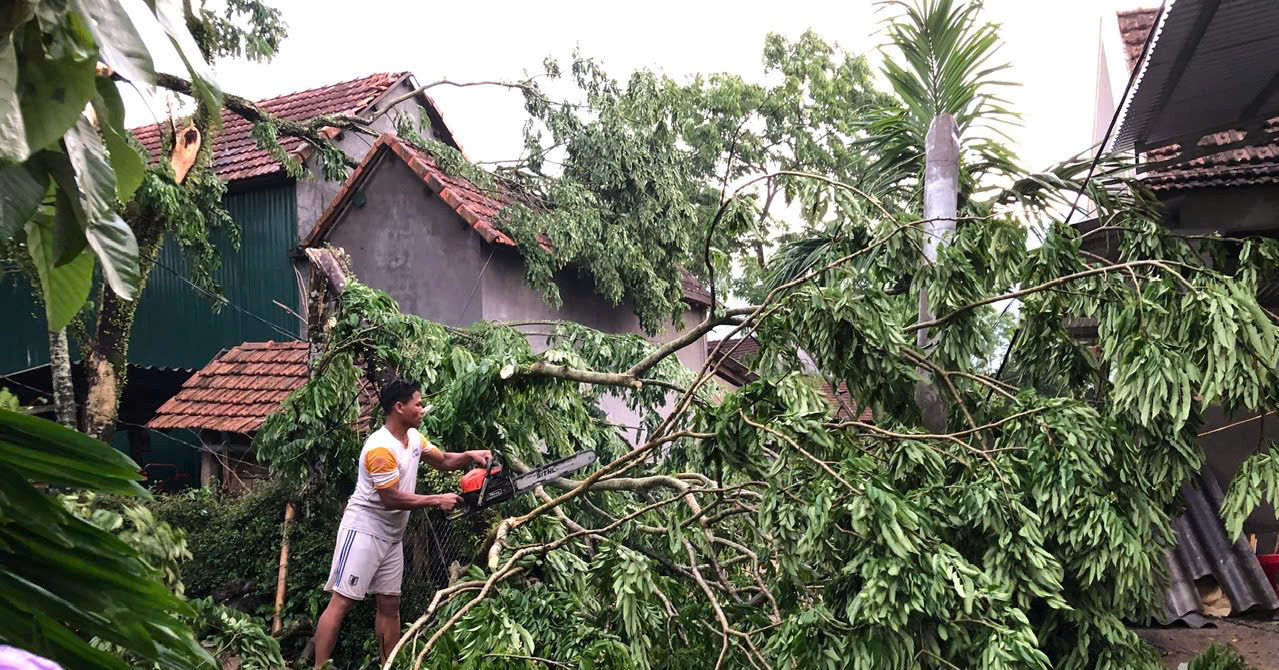 Nhiều cây cối bị ngã đổ.