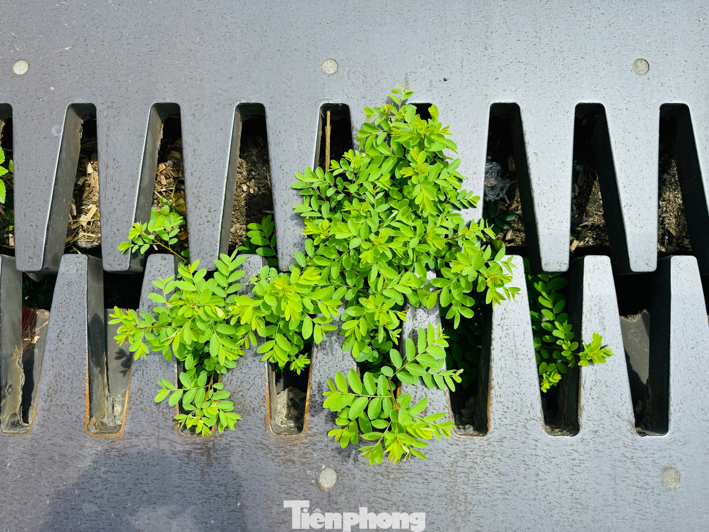 Khe co giãn giữa hai nhịp chính cầu Trà Khúc 2 ngày càng cách xa nhau tạo nên kẽ hở lớn gây mất an toàn giao thông. Đồng thời, các hư hỏng khiến cho công trình rung lên bần bật mỗi khi có xe tải nặng chạy qua.