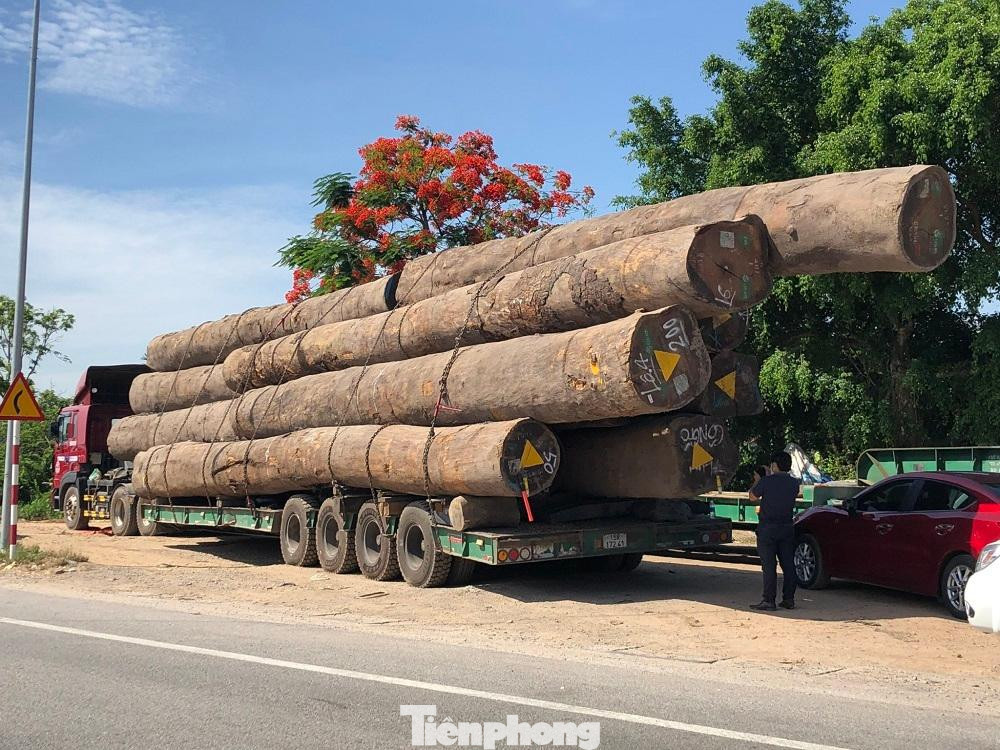 Xe trên đã chở 13 lóng gỗ lim tali tròn, đường kính mỗi lóng gần 1m. Xe trên đã chở 13 lóng gỗ lim tali tròn, đường kính mỗi lóng gần 1m.