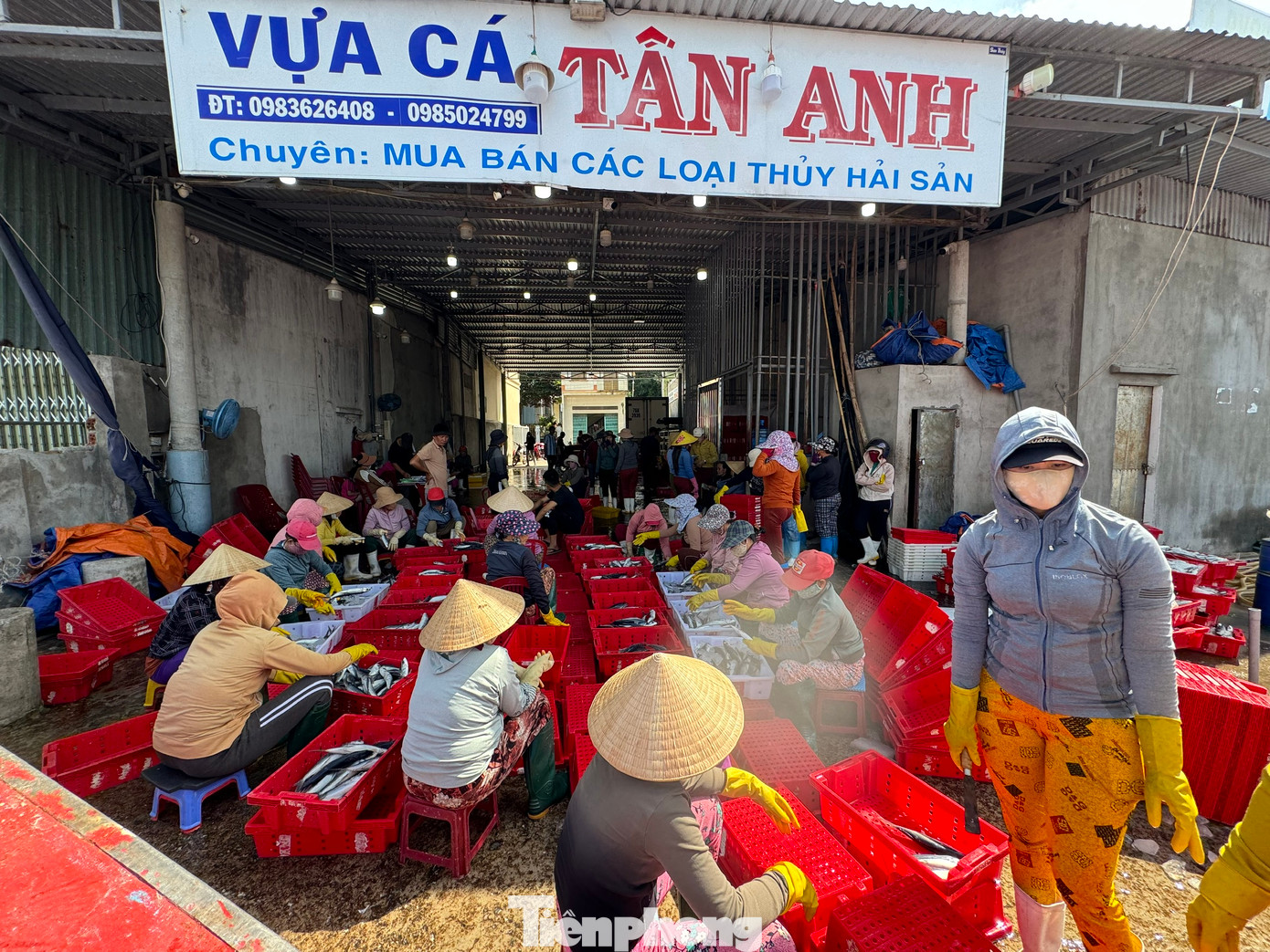 Nhiều tàu đã phải bỏ dở phiên biển, hối hả trở về cảng để tranh thủ bán cá chạy bão. Nhiều tàu đã phải bỏ dở phiên biển, hối hả trở về cảng để tranh thủ bán cá chạy bão.