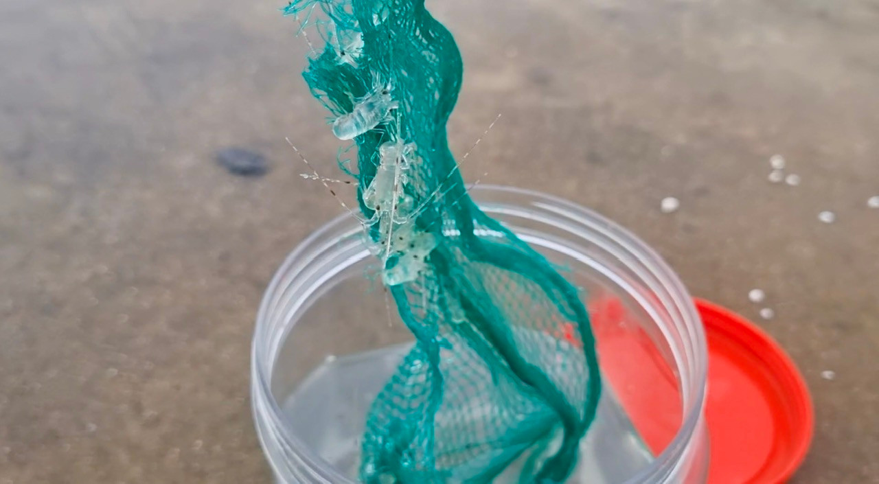 Tôm hùm "nhí" có thân hình trong suốt như thủy tinh. Ảnh: Nguyễn Ngọc.