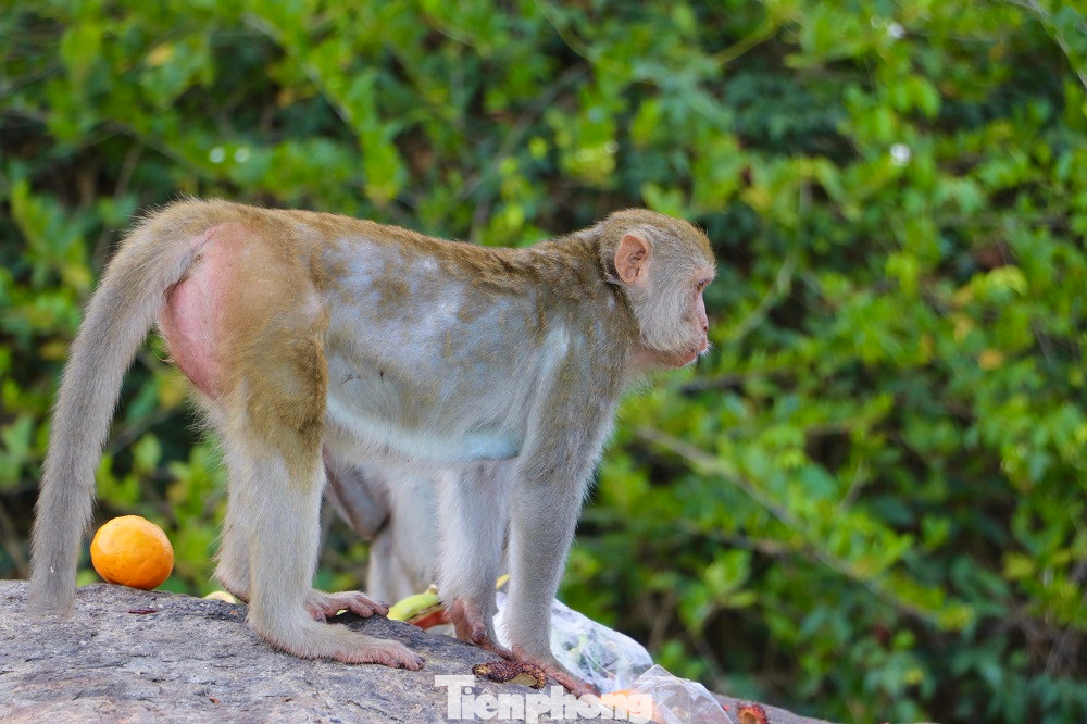 Cũng không ai rõ về nguồn gốc của đàn khỉ hoang trên Hòn Trà. Ảnh: Nguyễn Ngọc