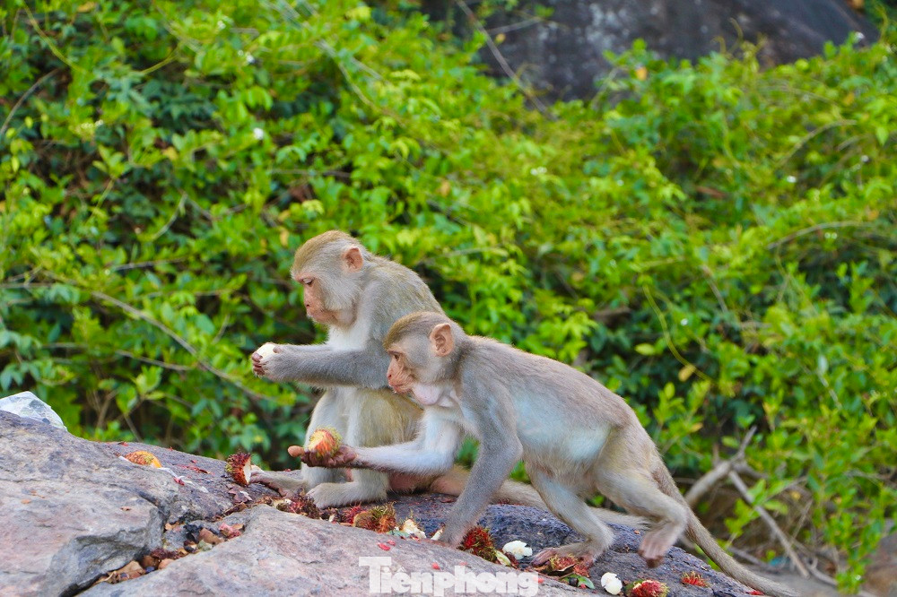 Hiện đàn khỉ này cư trú tách biệt trên Hòn Trà có diện tích khoảng 1,5ha. Ảnh: Nguyễn Ngọc
