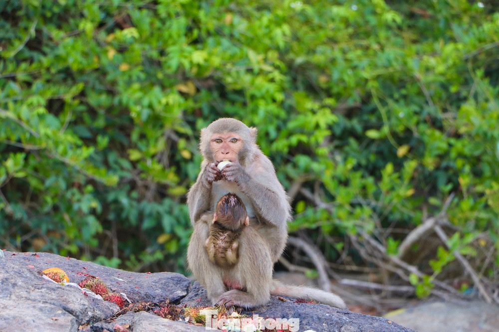 Khỉ đuôi vàng có giá trị trong điều chế vắc xin bệnh bại liệt ở trẻ em. Ảnh: Nguyễn Ngọc