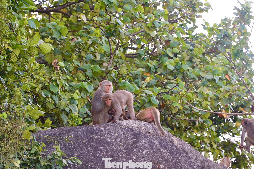 Hiện đàn khỉ này đang được cụ bà Nguyễn Thị Chất (80 tuổi, trú thôn Sơn Trà) ngày ngày cho ăn và chăm sóc. (Ảnh: Nguyễn Ngọc)
