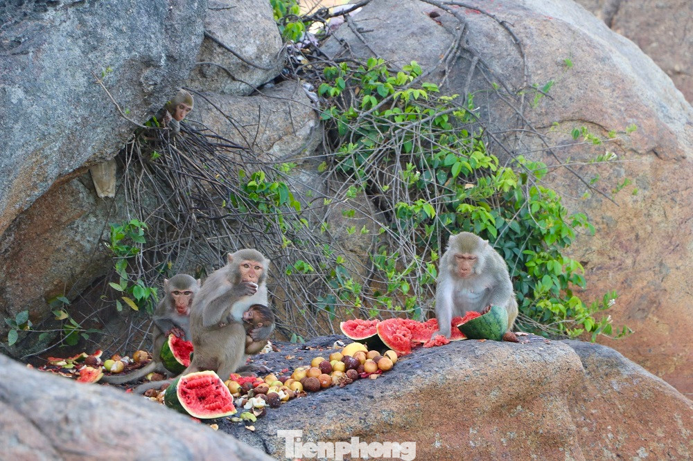 Cũng không ai rõ về nguồn gốc của đàn khỉ hoang trên Hòn Trà. Ảnh: Nguyễn Ngọc
