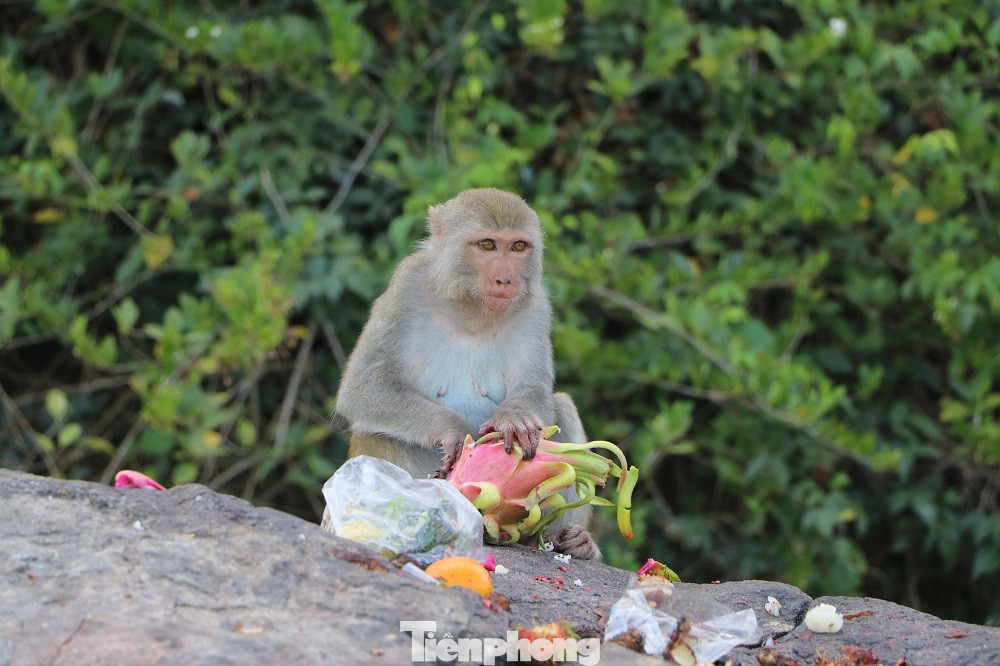 Tất cả các cá thể khỉ vàng ở đảo Hòn Trà sẽ được di dời đến Vườn quốc gia Kon Ka Kinh (Gia Lai). Ảnh: Nguyễn Ngọc