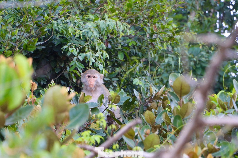 Tất cả các cá thể khỉ trên Hòn Trà là loài khỉ vàng (tên khoa học: Macaca Mulatta) thuộc danh mục động vật nguy cấp, quý, hiếm (nhóm IIB). (Ảnh: Nguyễn Ngọc)