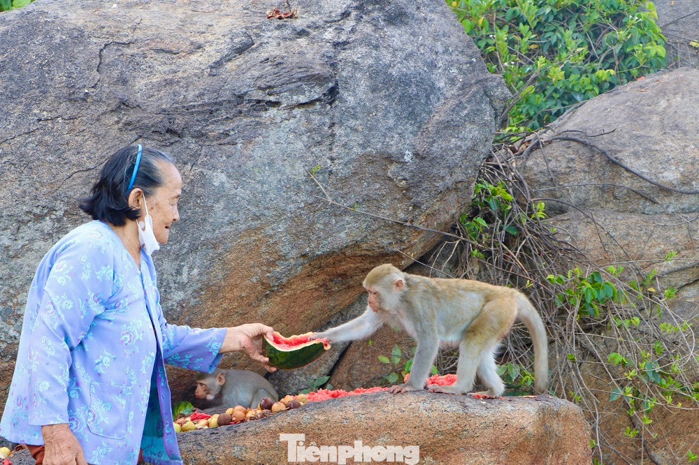 Hiện đàn khỉ này đang được cụ bà Nguyễn Thị Chất (80 tuổi, trú thôn Sơn Trà) ngày ngày cho ăn và chăm sóc. (Ảnh: Nguyễn Ngọc)