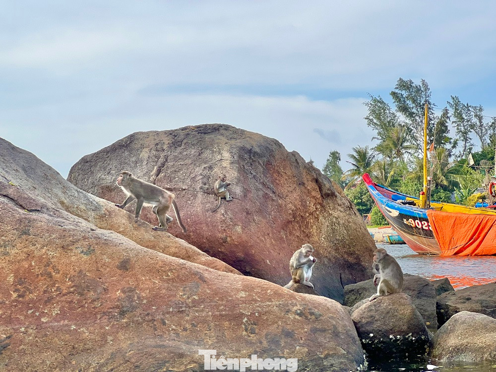 Hiện đàn khỉ này đang được cụ bà Nguyễn Thị Chất (80 tuổi, trú thôn Sơn Trà) ngày ngày cho ăn và chăm sóc. (Ảnh: Nguyễn Ngọc)