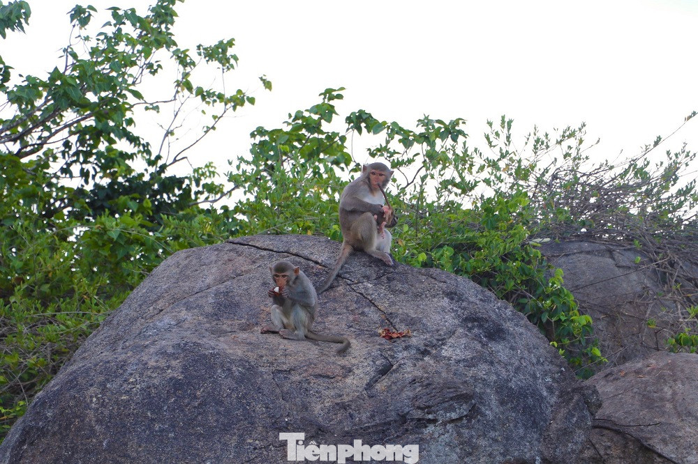 Tất cả các cá thể khỉ trên Hòn Trà là loài khỉ vàng (tên khoa học: Macaca Mulatta) thuộc danh mục động vật nguy cấp, quý, hiếm (nhóm IIB) cần được bảo vệ nghiêm ngặt. Ảnh: Nguyễn Ngọc.