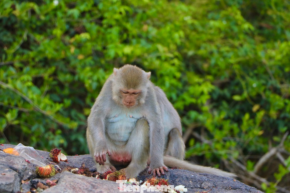 Tất cả các cá thể khỉ vàng ở đảo Hòn Trà sẽ được di dời đến Vườn quốc gia Kon Ka Kinh (Gia Lai). Ảnh: Nguyễn Ngọc