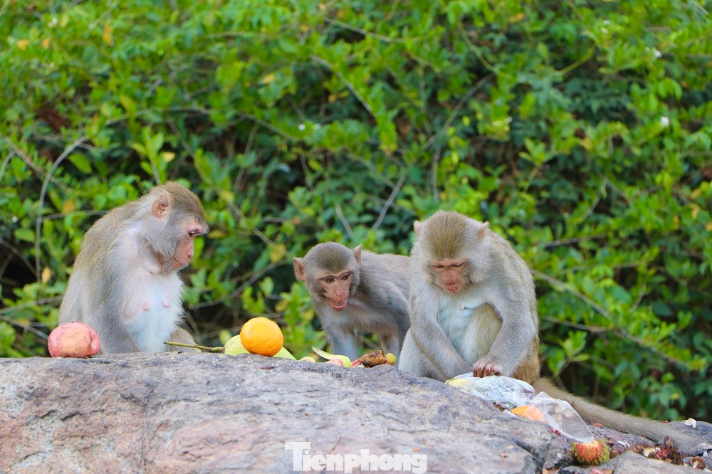Tất cả các cá thể khỉ trên Hòn Trà là loài khỉ vàng (tên khoa học: Macaca Mulatta) thuộc danh mục động vật nguy cấp, quý, hiếm (nhóm IIB). (Ảnh: Nguyễn Ngọc)