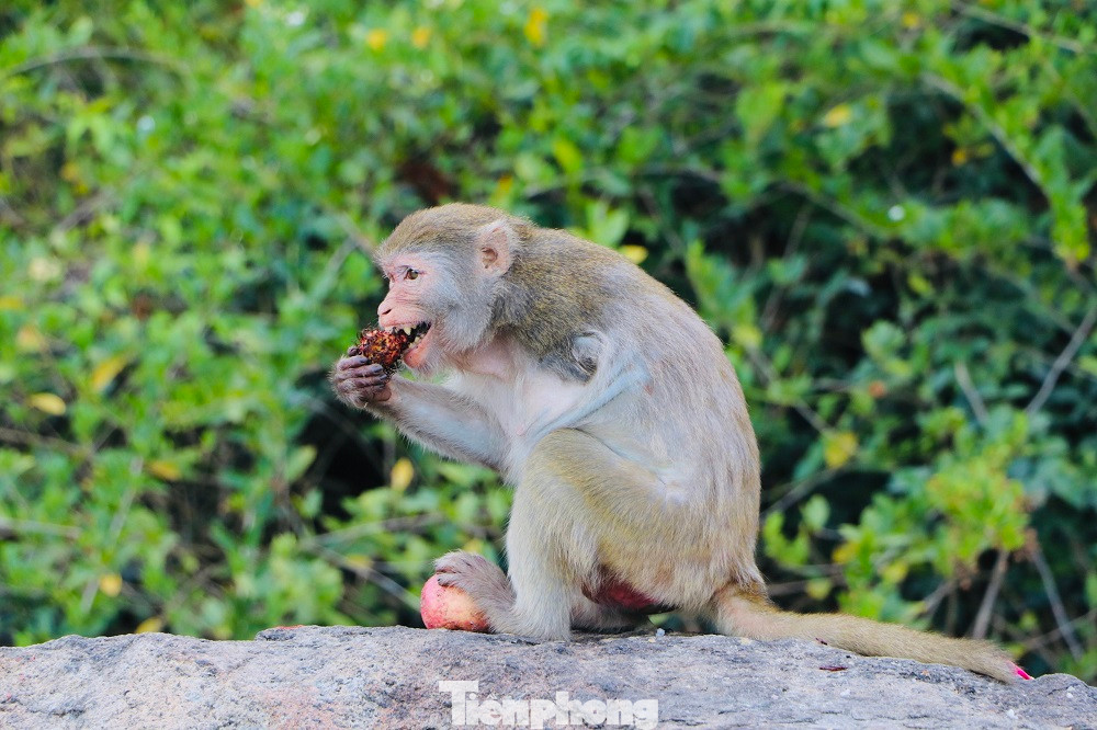 Khỉ đuôi vàng có giá trị trong điều chế vắc xin bệnh bại liệt ở trẻ em. Ảnh: Nguyễn Ngọc