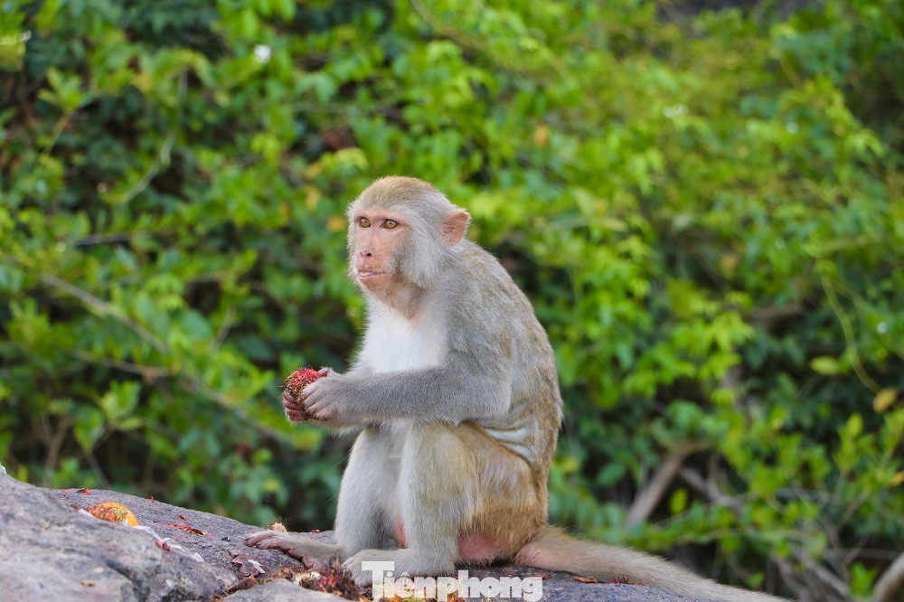Tất cả các cá thể khỉ vàng ở đảo Hòn Trà sẽ được di dời đến Vườn quốc gia Kon Ka Kinh (Gia Lai). Ảnh: Nguyễn Ngọc