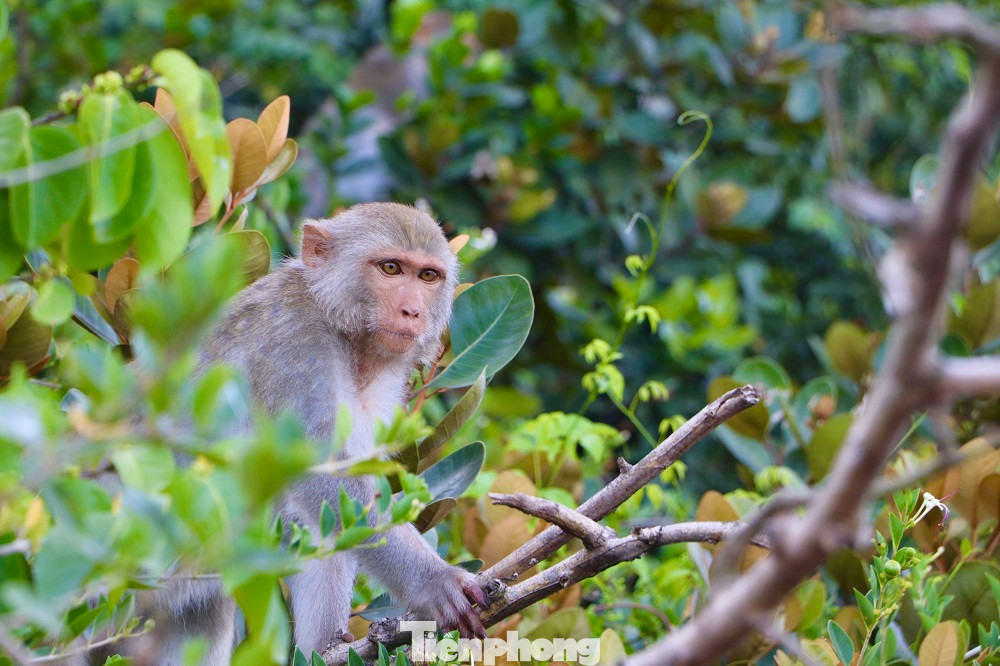 Tất cả các cá thể khỉ trên Hòn Trà là loài khỉ vàng (tên khoa học: Macaca Mulatta) thuộc danh mục động vật nguy cấp, quý, hiếm (nhóm IIB) cần được bảo vệ nghiêm ngặt. Ảnh: Nguyễn Ngọc.