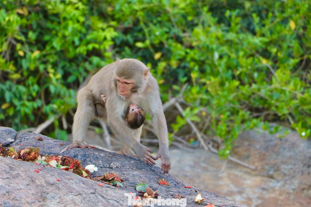 Tất cả các cá thể khỉ trên Hòn Trà là loài khỉ vàng (tên khoa học: Macaca Mulatta) thuộc danh mục động vật nguy cấp, quý, hiếm (nhóm IIB). (Ảnh: Nguyễn Ngọc)