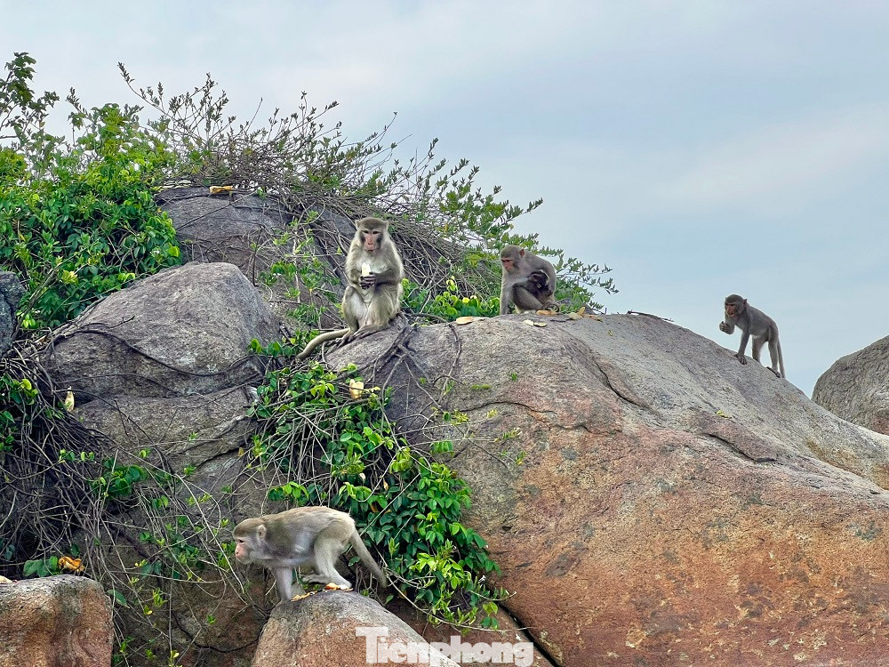 Hiện đàn khỉ này cư trú tách biệt trên Hòn Trà có diện tích khoảng 1,5ha. Ảnh: Nguyễn Ngọc