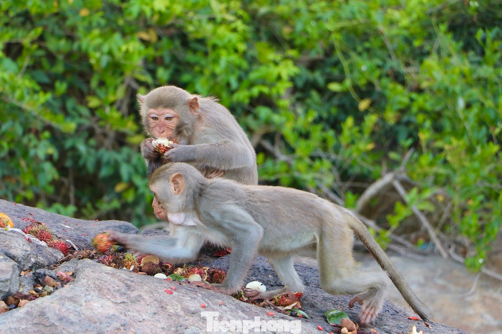 Tất cả các cá thể khỉ trên Hòn Trà là loài khỉ vàng (tên khoa học: Macaca Mulatta) thuộc danh mục động vật nguy cấp, quý, hiếm (nhóm IIB). (Ảnh: Nguyễn Ngọc)