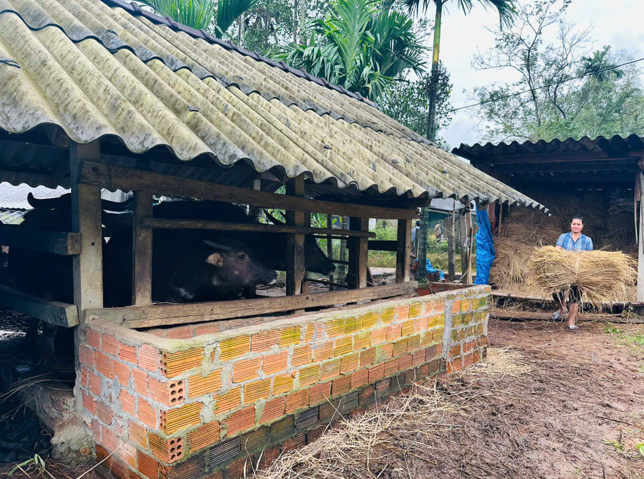 Nhờ sự tiếp sức từ các dự án của chương trình NTM, người dân ở huyện Ba Tơ đã nắm bắt và biết cách chăm sóc, phòng trừ dịch bệnh cho đàn gia súc. Nhờ sự tiếp sức từ các dự án của chương trình NTM, người dân ở huyện Ba Tơ đã nắm bắt và biết cách chăm sóc, phòng trừ dịch bệnh cho đàn gia súc.