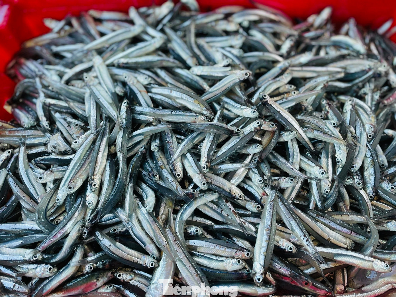 Giá cá cơm hiện tại từ 10.000 - 20.000 đồng/kg. Ảnh: Nguyễn Ngọc.