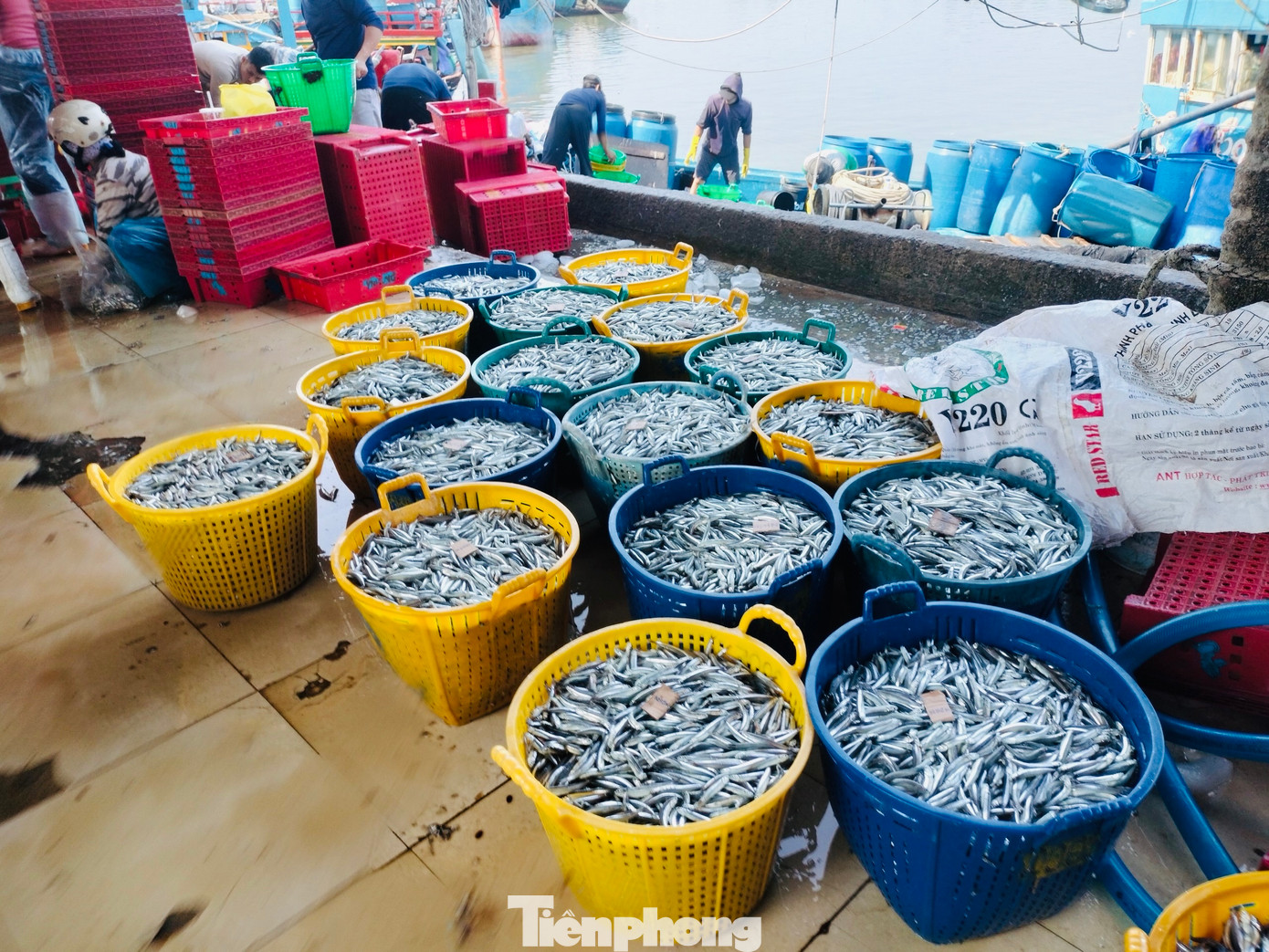 “Đánh bắt cá cơm là tối đi sáng về bán. Từ tháng Chạp đến nay cá cơm xuất hiện dày đặc. Loài cá này theo luồng, rất dày, nên trúng luồng cá là trúng đậm. Biển cả lúc được lúc mất, nhưng sau mỗi đêm, ít nhất ngư dân cũng bỏ túi trên 1 triệu đồng”, ông Thành cho hay. Ảnh: Nguyễn Ngọc