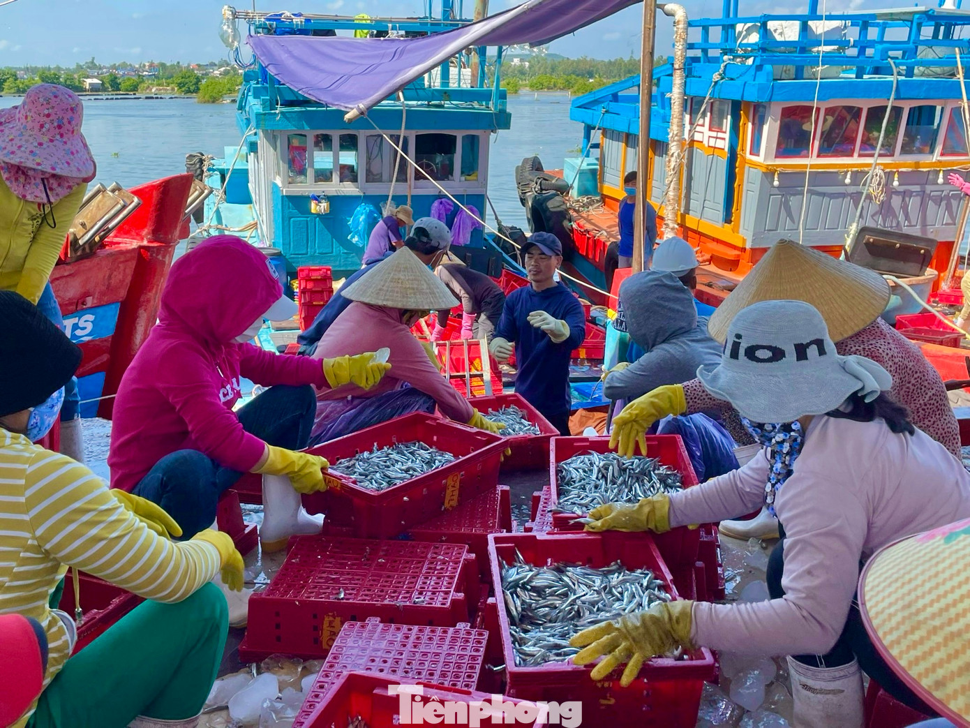 Hay ngư dân Trương Đình Thành - chủ tàu cá QNg 96299 TS - trúng luồng cá cơm khi đánh bắt cách đảo Lý Sơn khoảng 2 hải lý. Tàu của ông thu lưới được 17 tấn cá cơm, bán ra thu về gần 200 triệu đồng. Ảnh: Nguyễn Ngọc.
