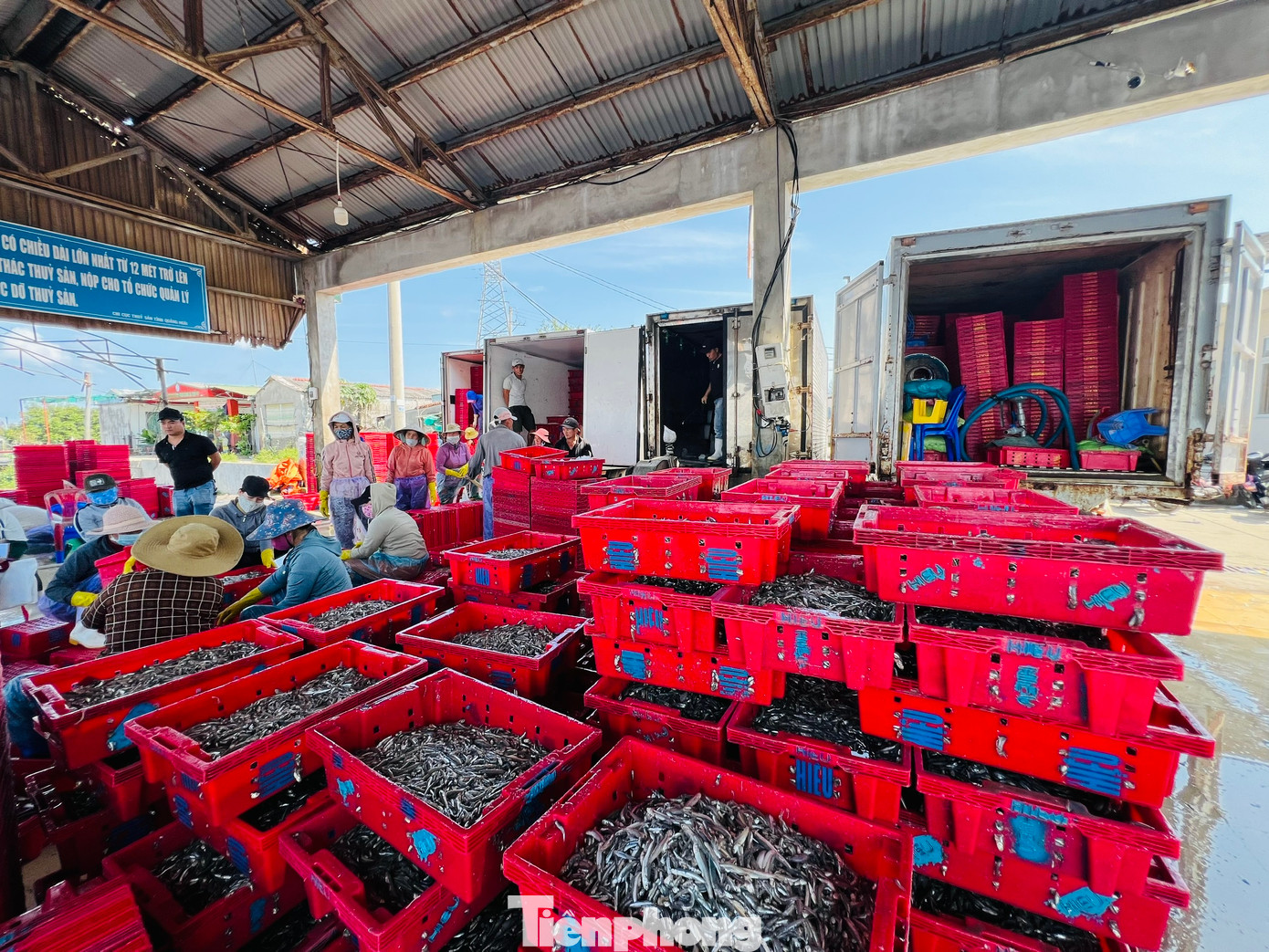 Hay ngư dân Trương Đình Thành - chủ tàu cá QNg 96299 TS - trúng luồng cá cơm khi đánh bắt cách đảo Lý Sơn khoảng 2 hải lý. Tàu của ông thu lưới được 17 tấn cá cơm, bán ra thu về gần 200 triệu đồng. Ảnh: Nguyễn Ngọc.