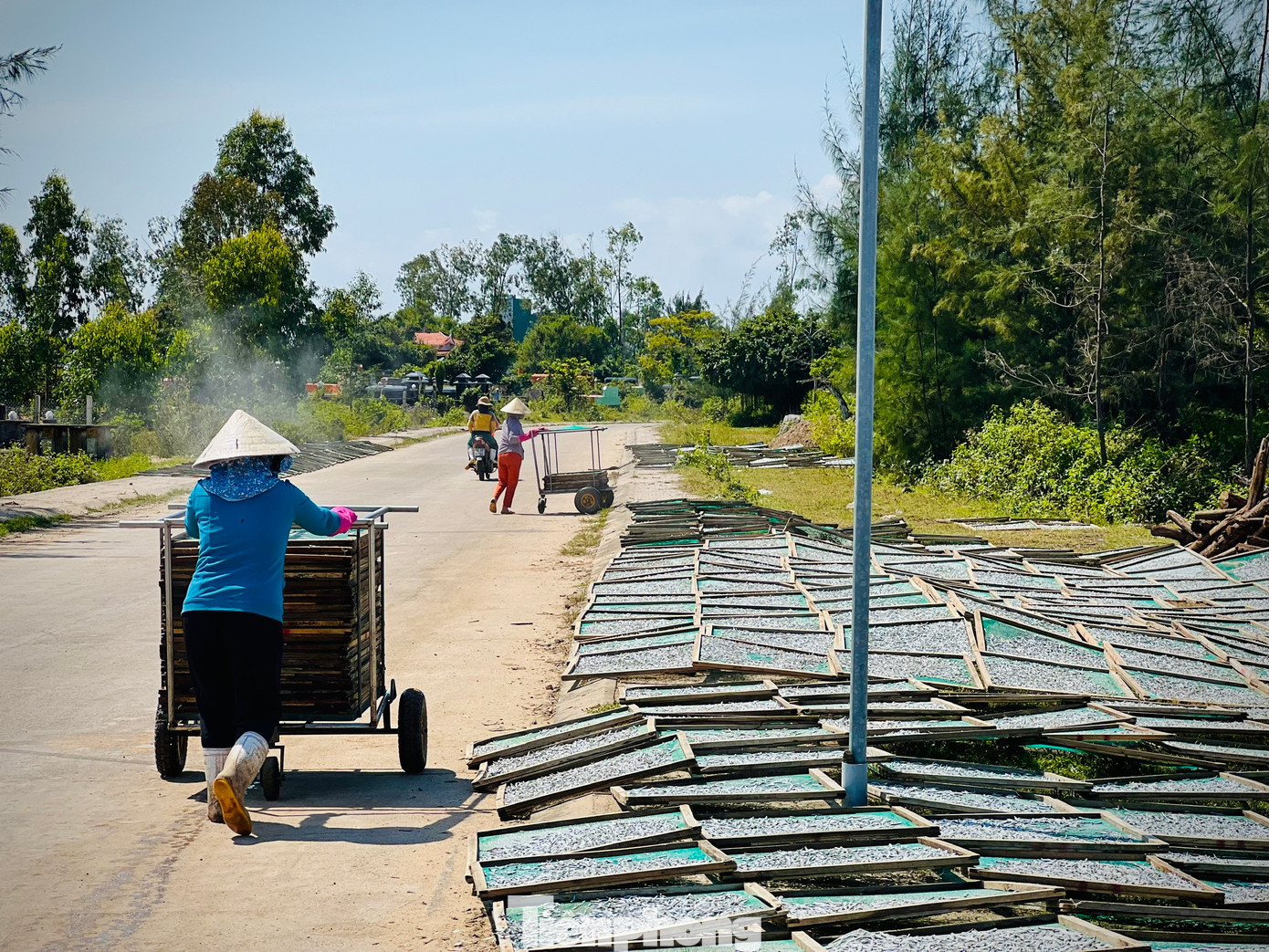 Phần lớn cá cơm sau khi được đánh bắt sẽ được các cơ sở hấp cá trong và ngoài địa phương thu mua để làm cá cơm khô. Ảnh: Nguyễn Ngọc.