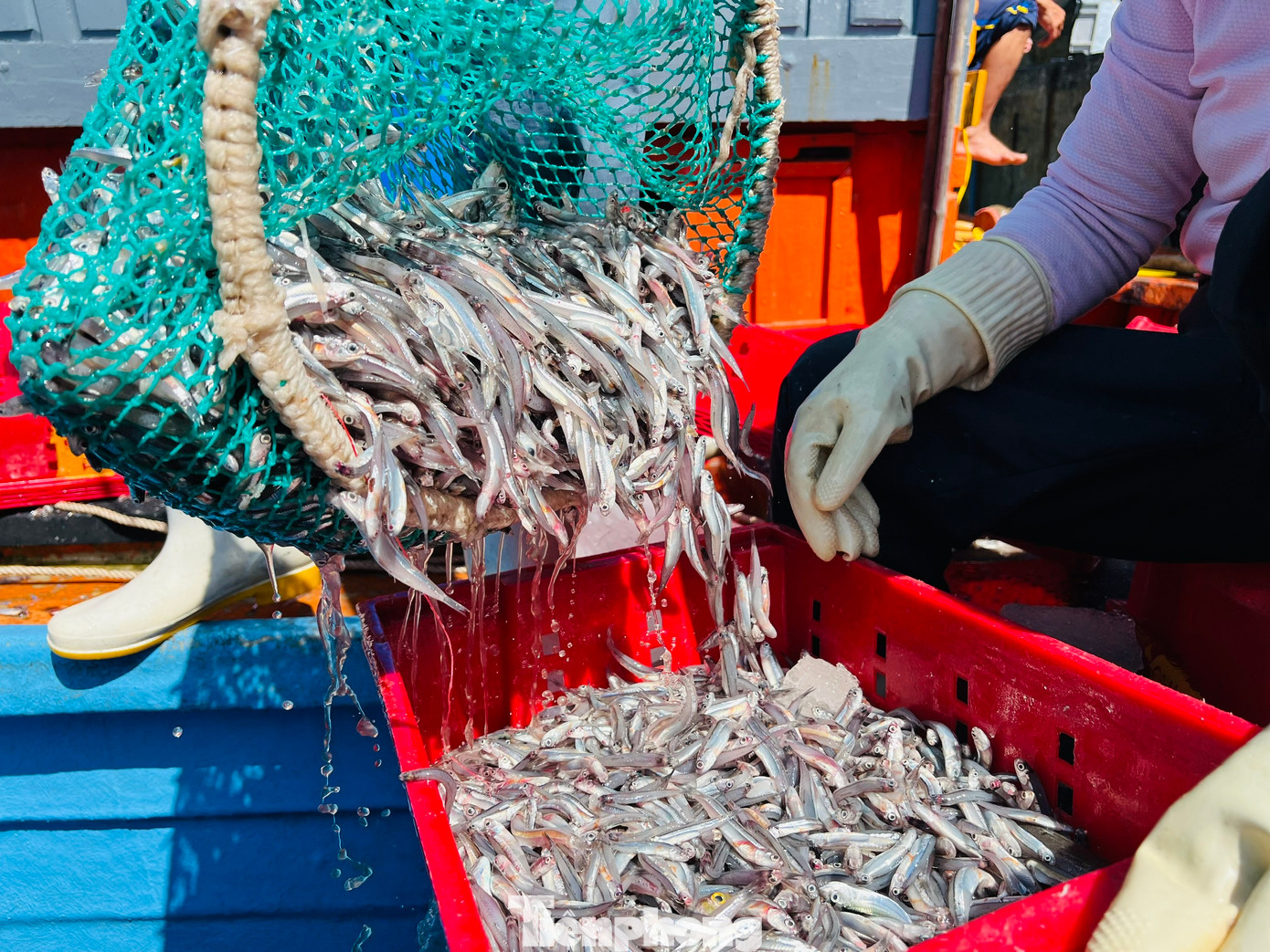 Theo các ngư dân ở Tịnh Kỳ, khoảng 16h, các tàu đánh bắt cá cơm sẽ nổ máy vươn khơi cách bờ khoảng 12- 15 hải lý. Trung bình sau một đêm, mỗi tàu khai thác được 7 - 10 tấn cá cơm, cá biệt có tàu trúng gần 20 tấn. Với giá từ 10.000 đồng - 20.000 đồng/kg, tùy vào chất lượng cá mà mỗi tàu thu về từ vài chục triệu đến cả trăm triệu đồng. Ảnh: Nguyễn Ngọc.