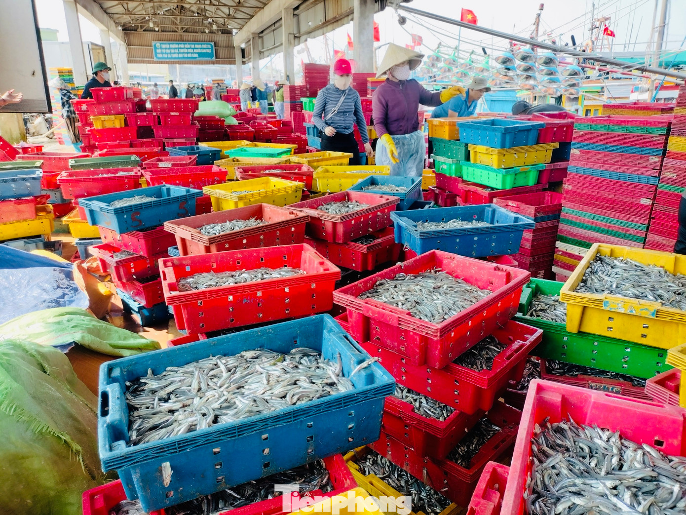 “Đánh bắt cá cơm là tối đi sáng về bán. Từ tháng Chạp đến nay cá cơm xuất hiện dày đặc. Loài cá này theo luồng, rất dày, nên trúng luồng cá là trúng đậm. Biển cả lúc được lúc mất, nhưng sau mỗi đêm, ít nhất ngư dân cũng bỏ túi trên 1 triệu đồng”, ông Thành cho hay. Ảnh: Nguyễn Ngọc