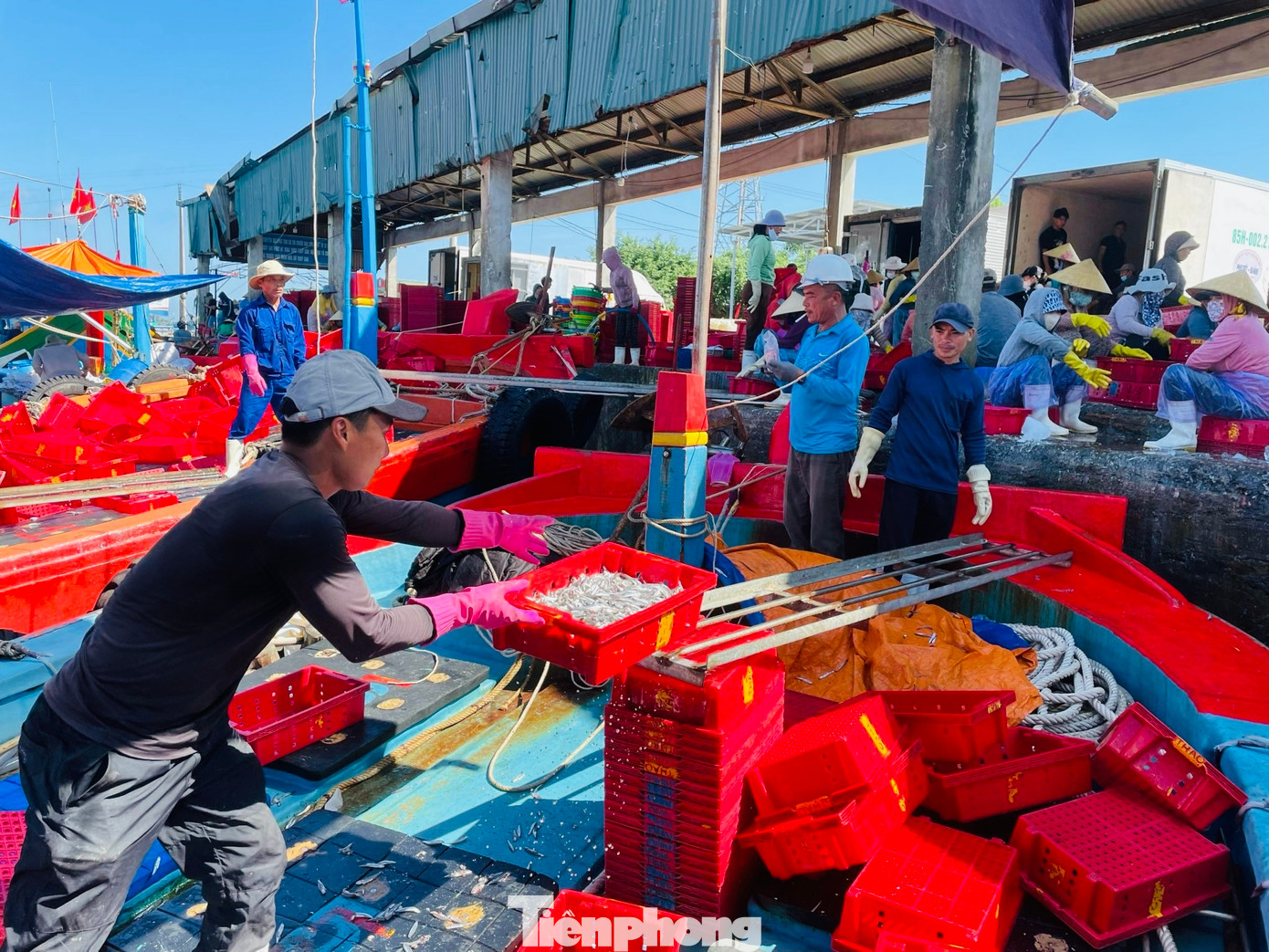 Những ngày này, tại cảng cá Sa Kỳ (xã Bình Châu, huyện Bình Sơn), cảng Tịnh Kỳ (xã Tịnh Kỳ, TP. Quảng Ngãi, tỉnh Quảng Ngãi), luôn tràn ngập không khí nhộn nhịp. Ảnh: Nguyễn Ngọc.