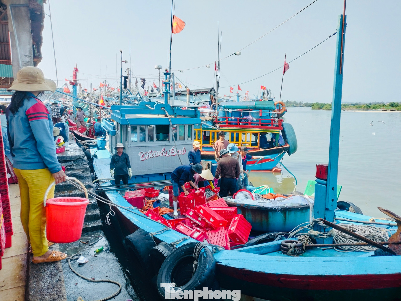 Gặp được nhiều luồng cá cơm, nên hầu hết các tàu đều bội thu. Được mùa cá cơm, giá bán cũng ổn định, khiến ngư dân rất phấn khởi. Ảnh: Nguyễn Ngọc.