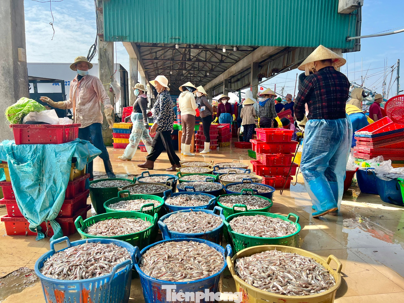Những ngày này, tại cảng cá Sa Kỳ (xã Bình Châu, huyện Bình Sơn), cảng Tịnh Kỳ (xã Tịnh Kỳ, TP. Quảng Ngãi, tỉnh Quảng Ngãi), luôn tràn ngập không khí nhộn nhịp. Ảnh: Nguyễn Ngọc.