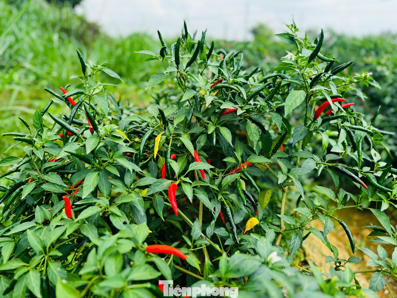 Anh Nguyễn Hữu Quân (trú thôn Thanh Khiết, xã Nghĩa Hà) cho hay, mấy năm liền giá ớt rất thấp. Năm ngoái lỗ quá, giá chỉ từ 7.000 - 8.000 đồng/kg nên tôi bỏ không ruộng cho người ta hái, năm nay sợ tiếp tục lỗ nên chỉ làm gần 2 sào, giảm một nửa. Hiện giá cao như vậy tôi thấy rất tiếc. Ảnh: Nguyễn Ngọc.