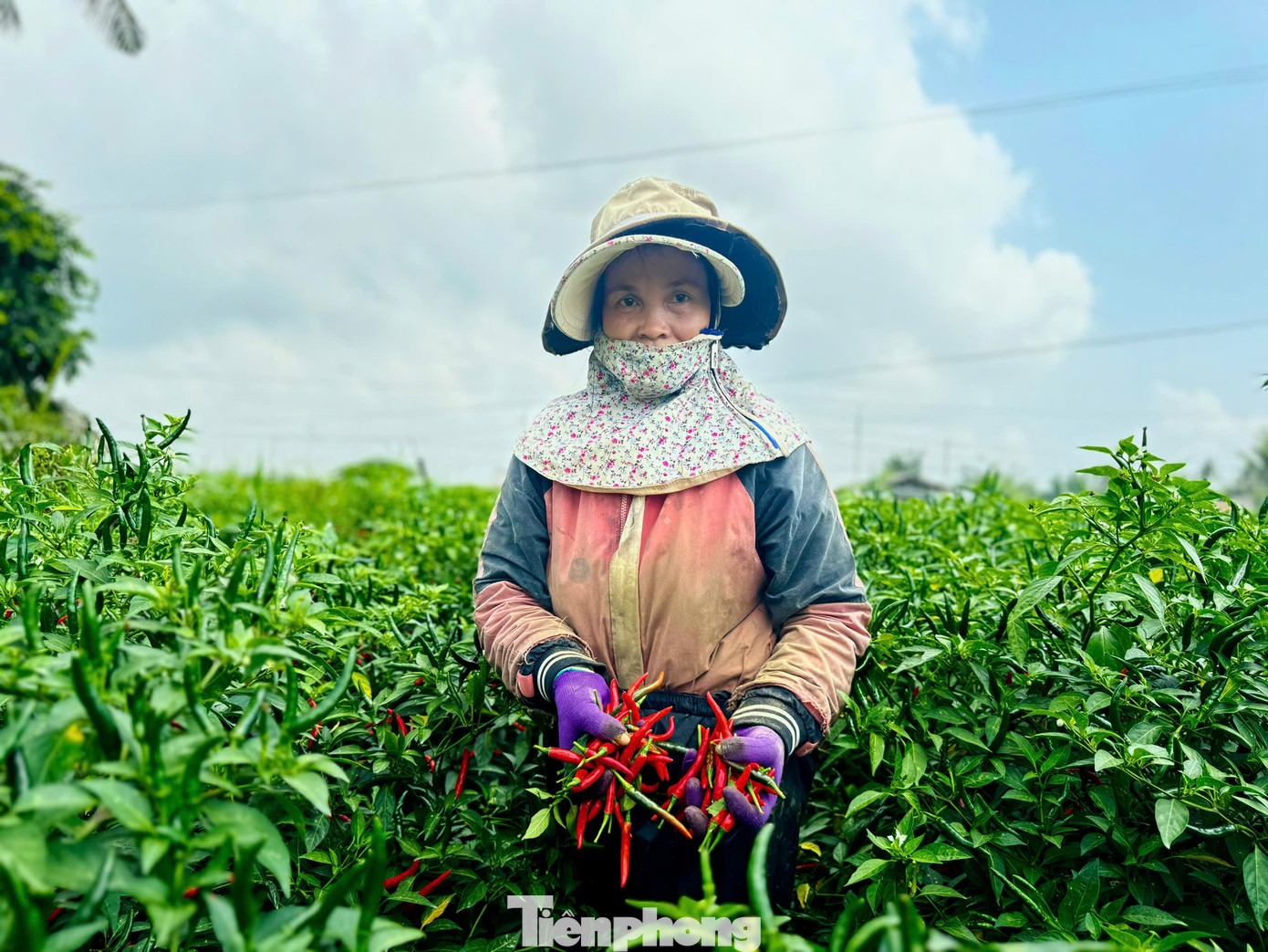 Tại Quảng Ngãi, hiện giá ớt dao động từ 70.000 - 75.000 đồng/kg, giá ớt tăng cao khiến người dân vui mừng. Ảnh: Nguyễn Ngọc.