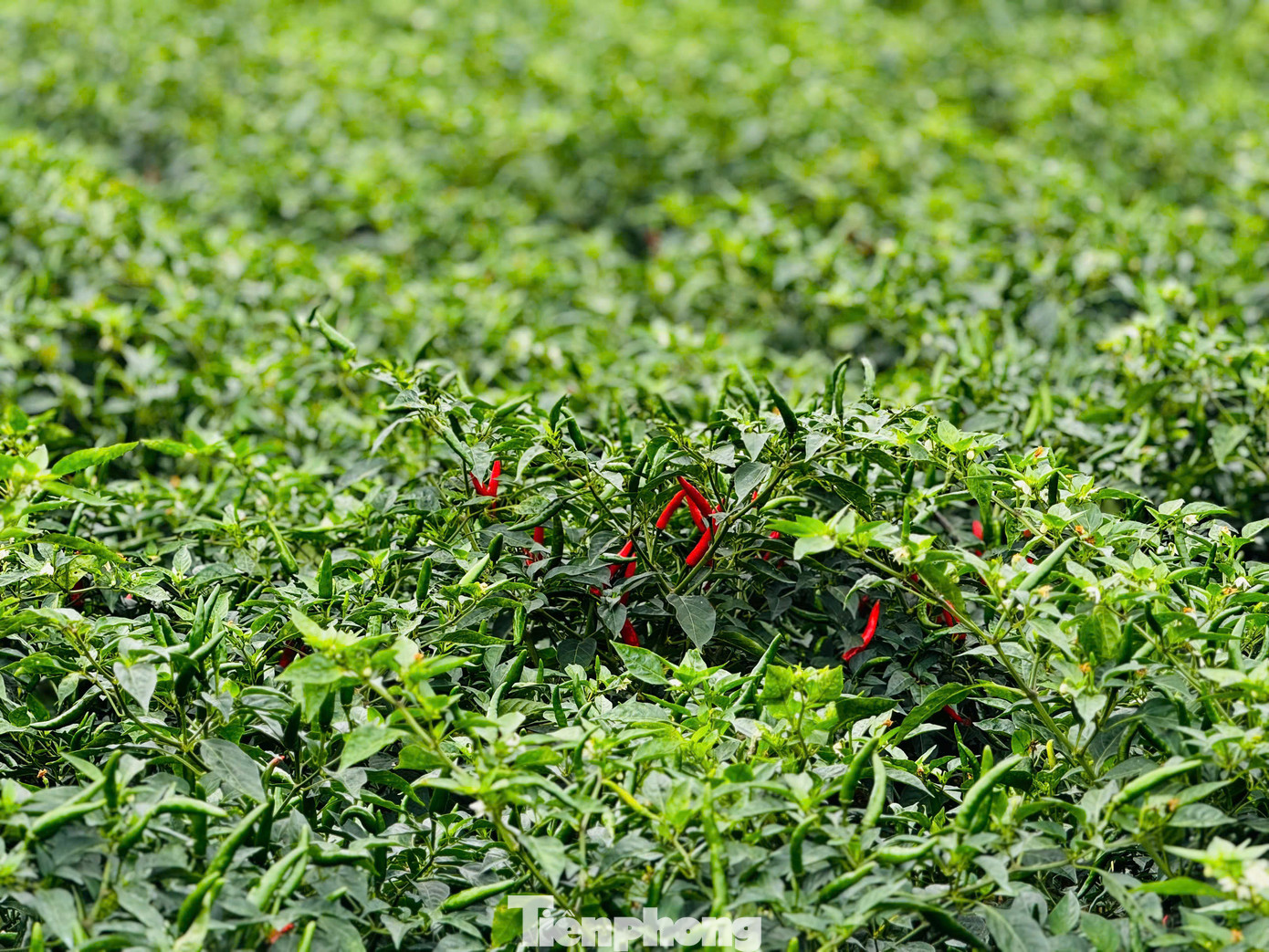 Anh Nguyễn Hữu Quân (trú thôn Thanh Khiết, xã Nghĩa Hà) cho hay, mấy năm liền giá ớt rất thấp. Năm ngoái lỗ quá, giá chỉ từ 7.000 - 8.000 đồng/kg nên tôi bỏ không ruộng cho người ta hái, năm nay sợ tiếp tục lỗ nên chỉ làm gần 2 sào, giảm một nửa. Hiện giá cao như vậy tôi thấy rất tiếc. Ảnh: Nguyễn Ngọc.