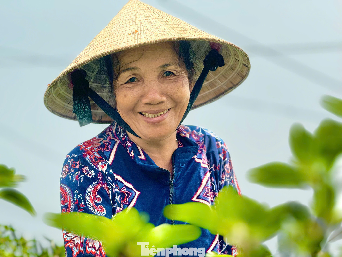 Giá ớt tăng cao, nông dân rất phấn khởi. Ảnh: Nguyễn Ngọc.