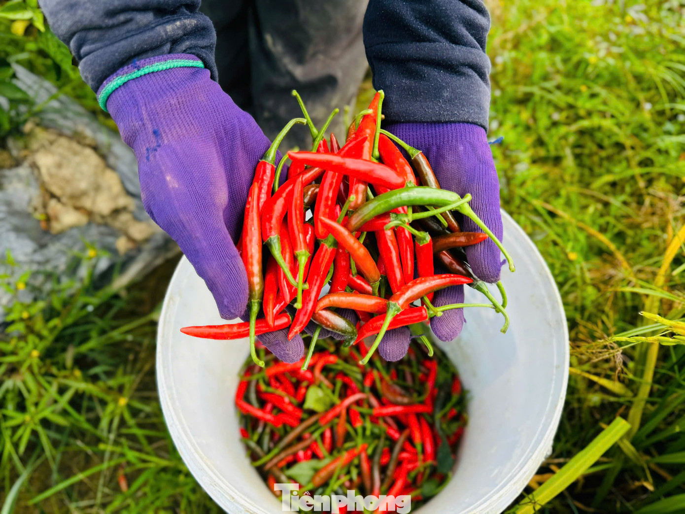 Giá ớt tăng cao, nông dân rất phấn khởi. Ảnh: Nguyễn Ngọc.